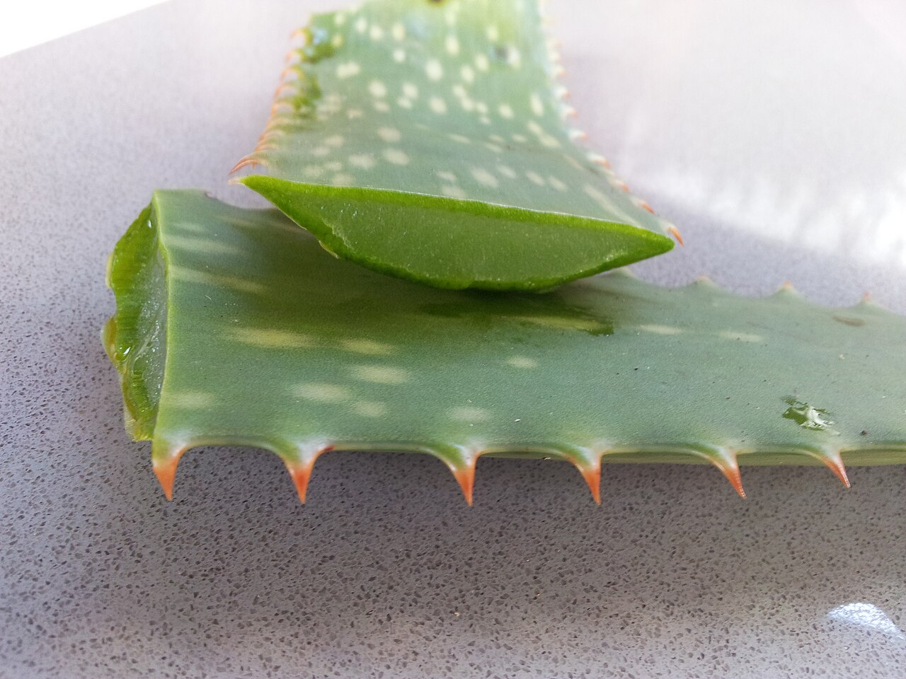 Aloja