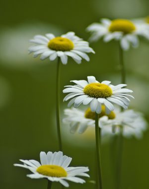 Kamilica