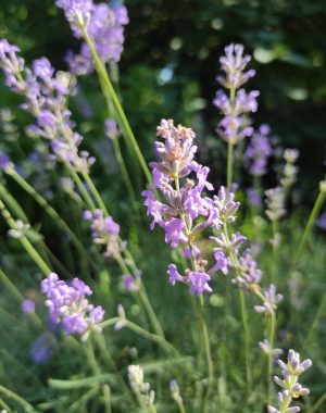 Lavanda