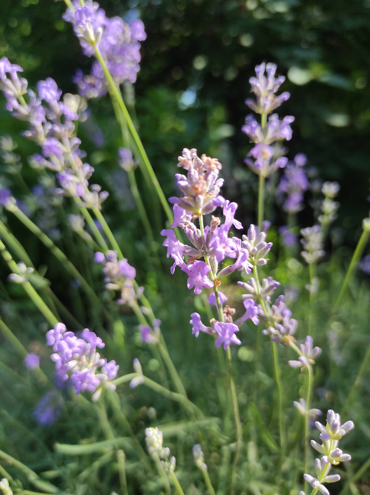 Lavanda