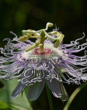Pasiflora