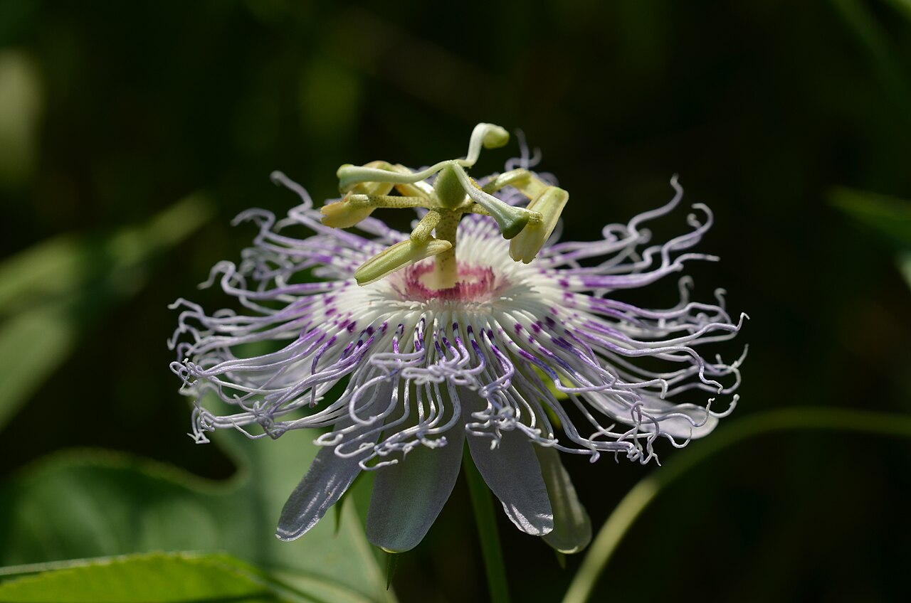 Pasiflora