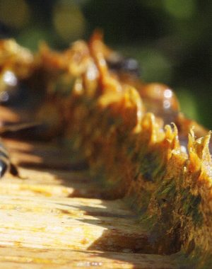 Propolis
