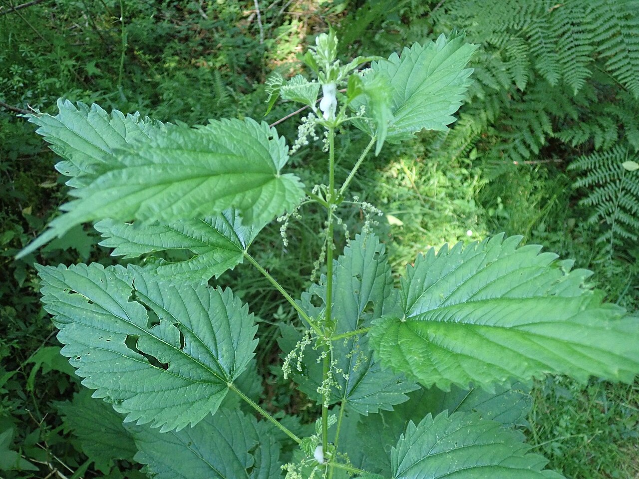 Kopriva